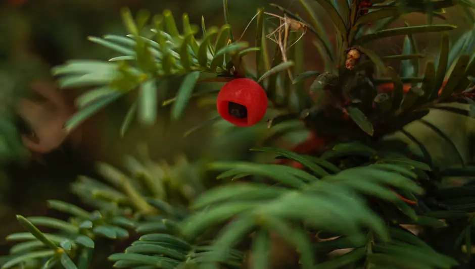 when to prune yews in ontario