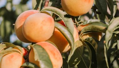 how do you prune a peach tree