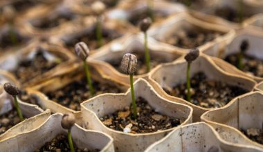 how to plant sunflower seeds indoors