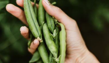 how to grow a pea plant indoors