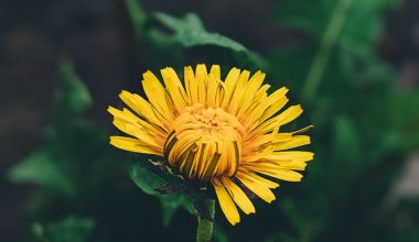 how to grow dandelions indoors