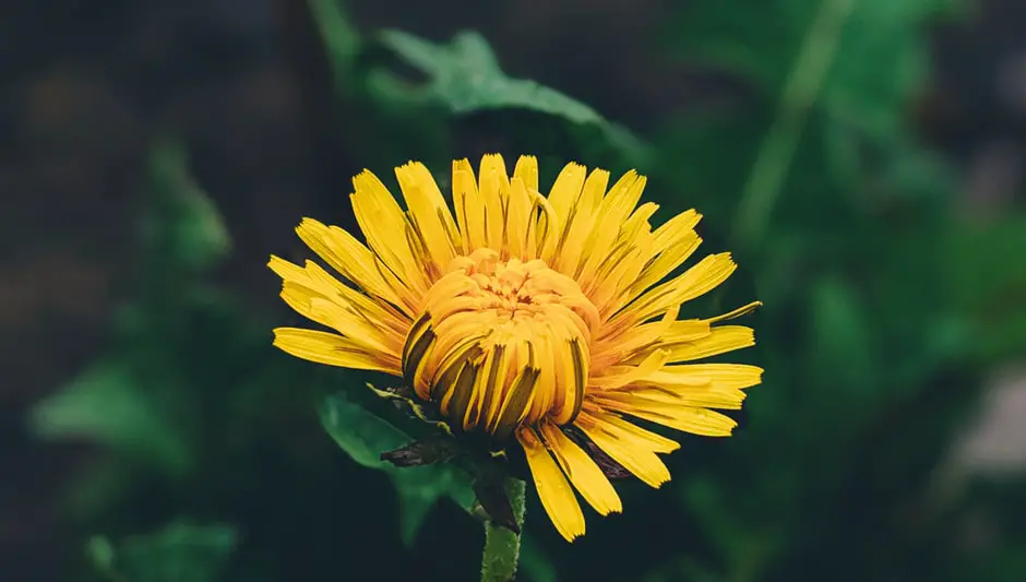 How To Grow Dandelions Indoors? The Best Explanation