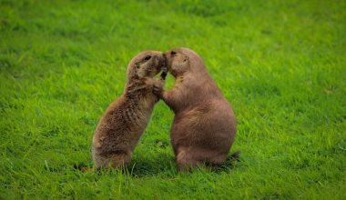 how to keep woodchucks away from garden