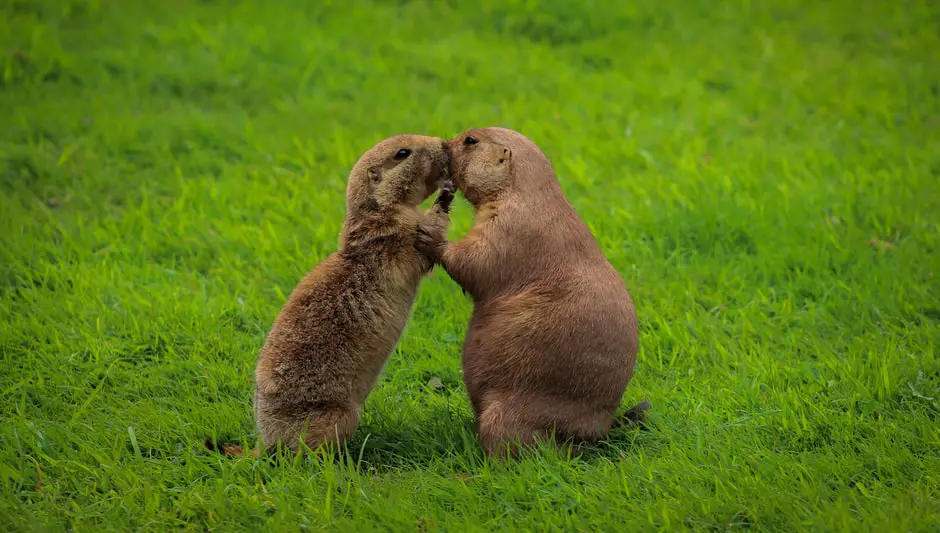 how to keep woodchucks away from garden