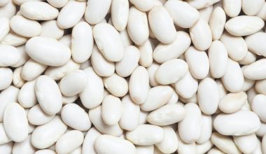 how to harvest shelling beans