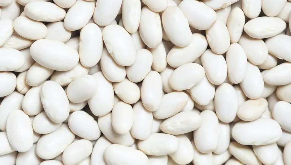 how to harvest shelling beans