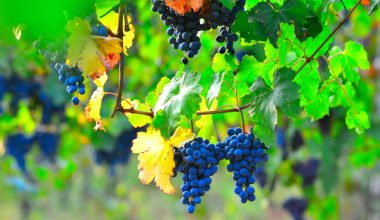 how to grow a grape vine indoors