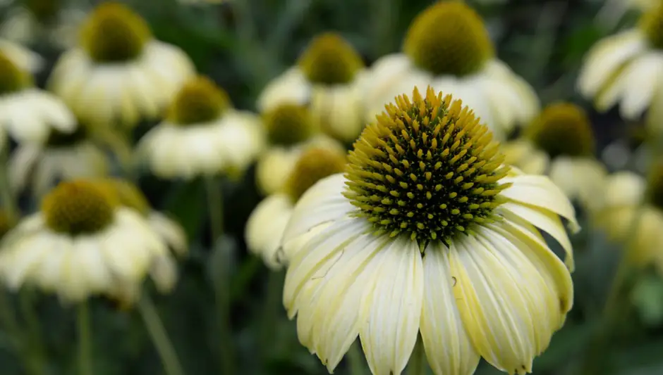 how to prune echinacea