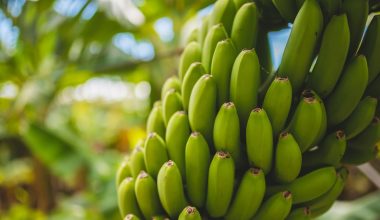 which part of the banana plant makes food
