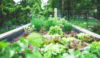 how to make a raised garden bed with wood