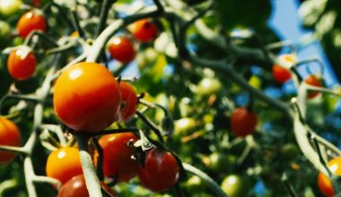 why do tomato plant leaves curl inward