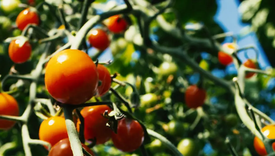 why do tomato plant leaves curl inward