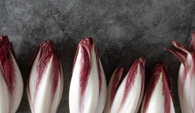 how to harvest chicory root