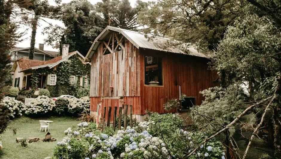 how to prune peegee hydrangea tree