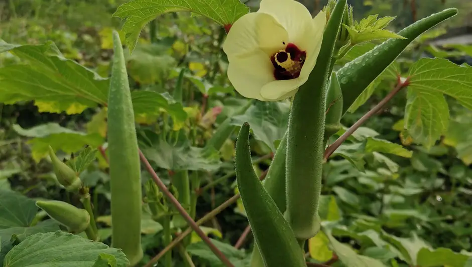 when to plant okra in zone 9