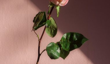 when to prune roses in minnesota