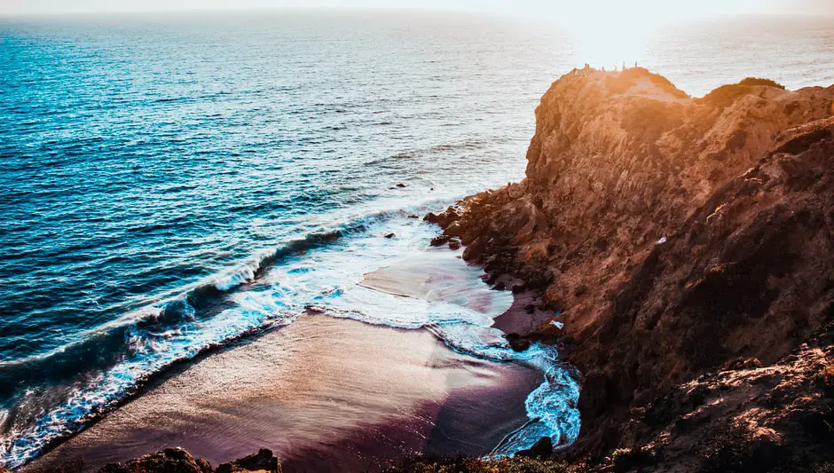 Can Palm Trees Grow In Kentucky? (Explanation Revealed!)