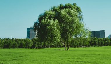 can i mow over grass seed