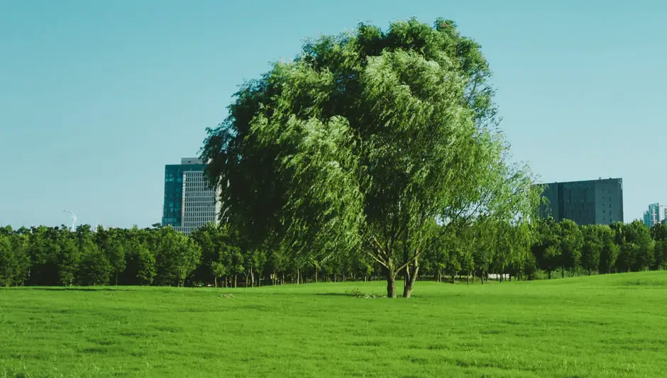 can i mow over grass seed