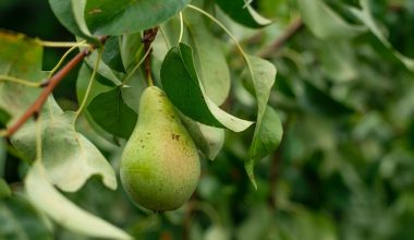 when are asian pears ready to harvest