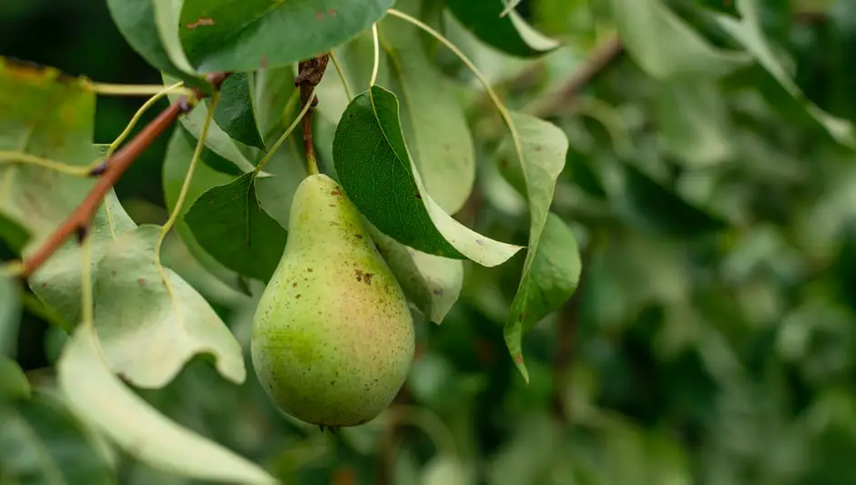 when are asian pears ready to harvest