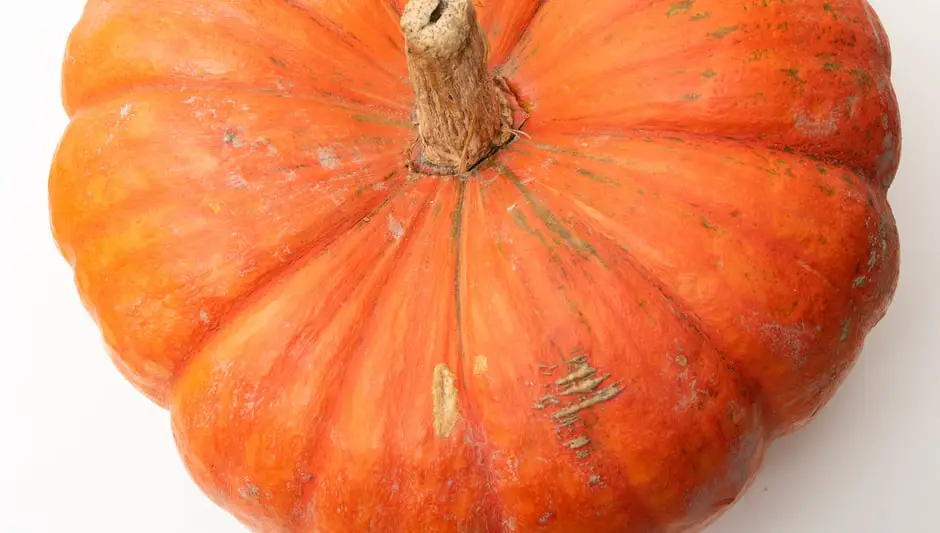 what does a growing pumpkin plant look like