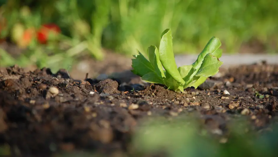 what is garden soil