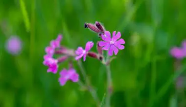 is red campion a perennial