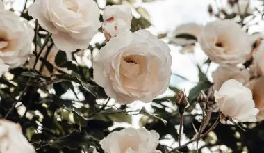 how to prune miniature roses