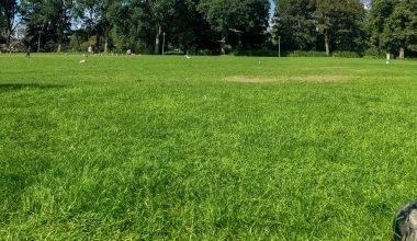 how to improve lawn soil