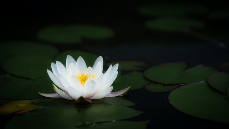 how to plant mini lotus seeds