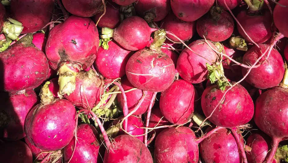 how to plant radish seeds outdoors