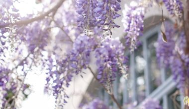 how quickly do lilac trees grow