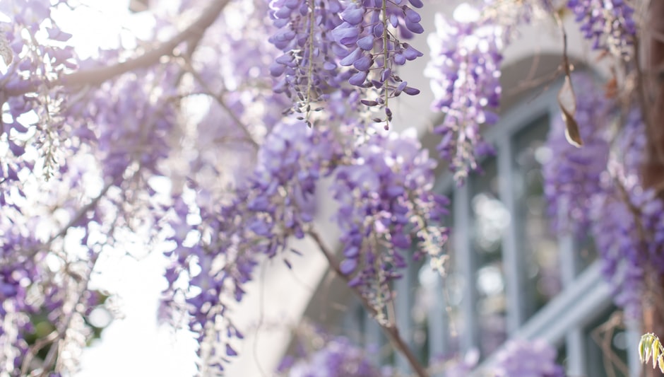 how quickly do lilac trees grow