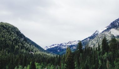 how long do cottonwood trees live