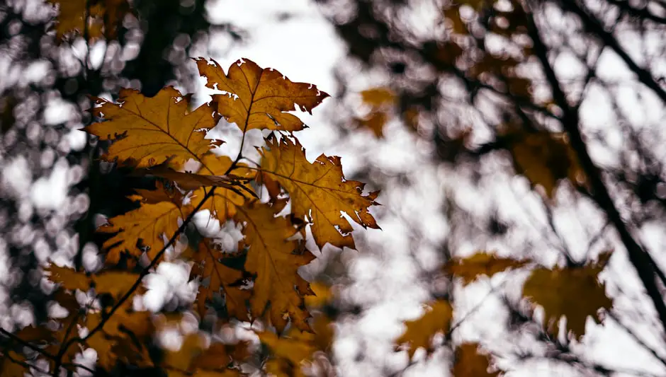 how to start a maple tree from seed