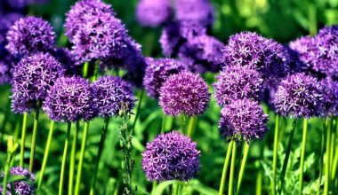 is allium a perennial