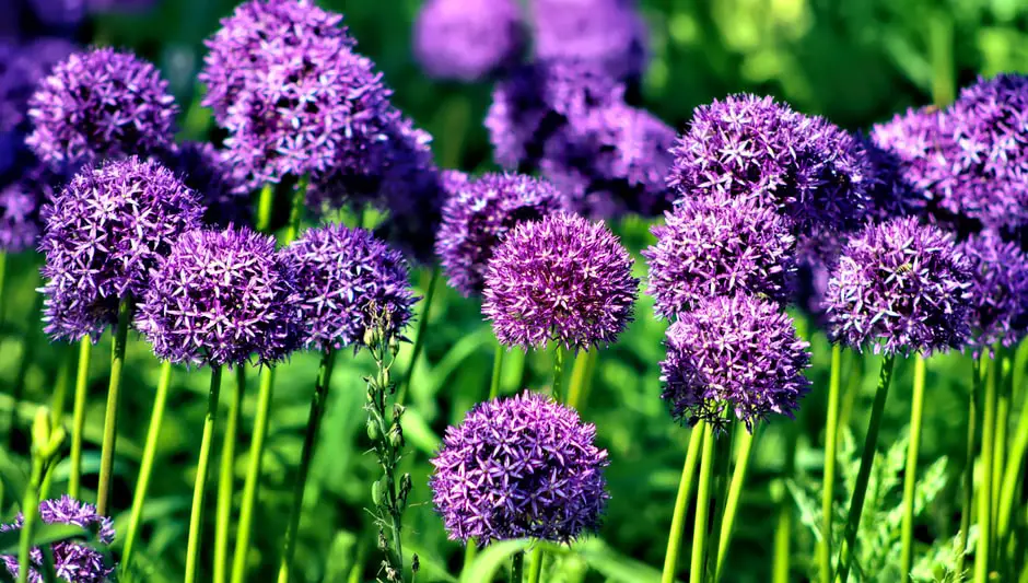 is allium a perennial