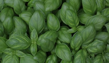 can i grow holy basil indoors