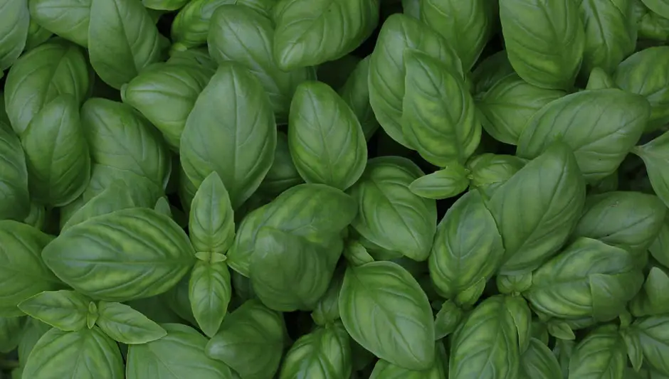 can i grow holy basil indoors