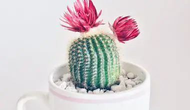 how often do you water a mini cactus