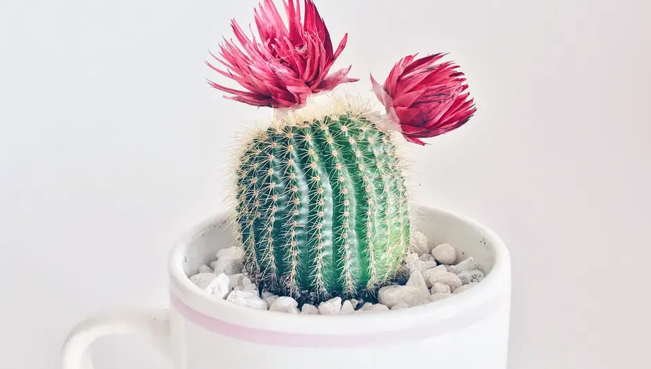 how often do you water a mini cactus