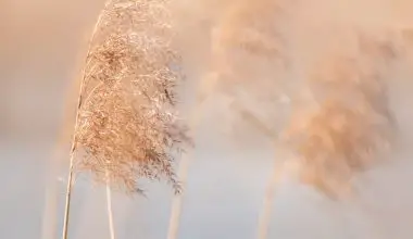 where does pampas grass grow in california