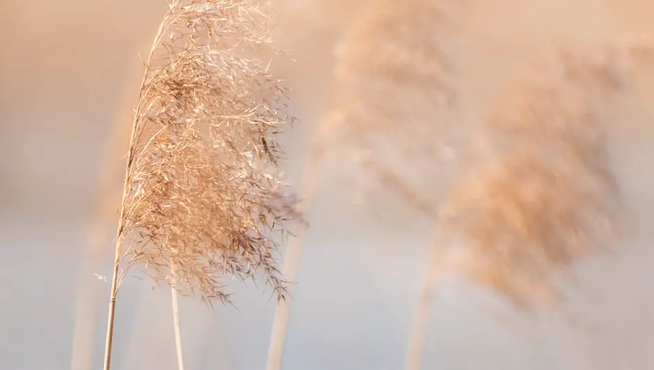 where does pampas grass grow in california