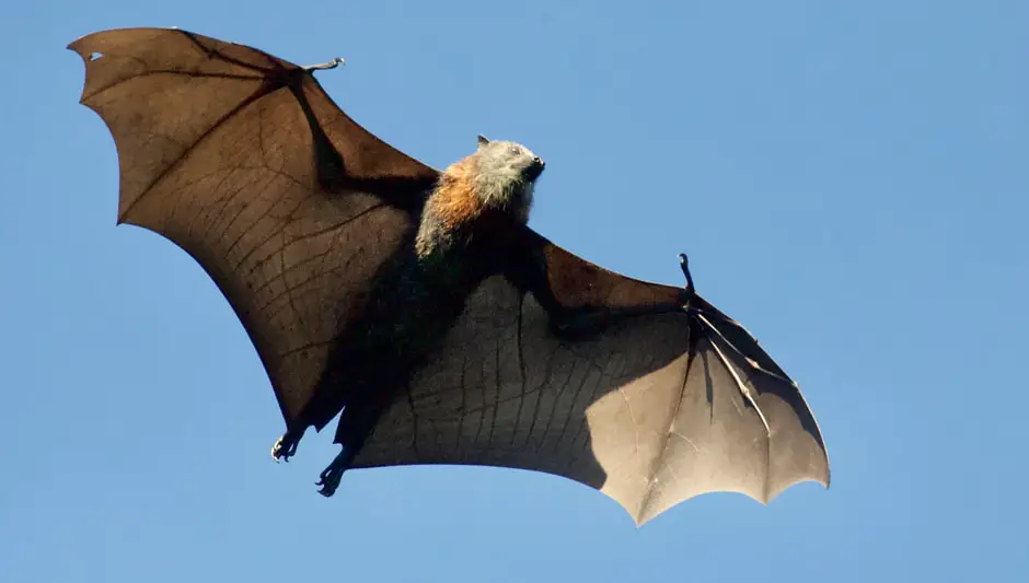 what do bats pollinate