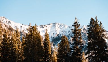 what fruit trees grow in colorado