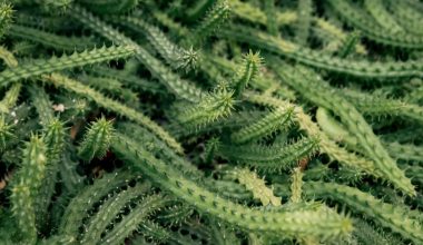 how to take out cactus spines