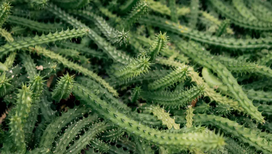 how to take out cactus spines