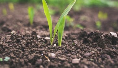 how to sanitize garden soil