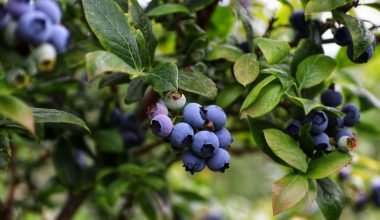 how to grow blueberries from seed indoors